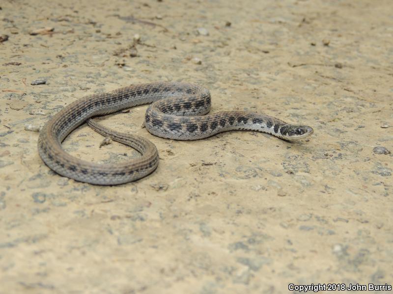 Kirtland's Snake (Clonophis kirtlandii)