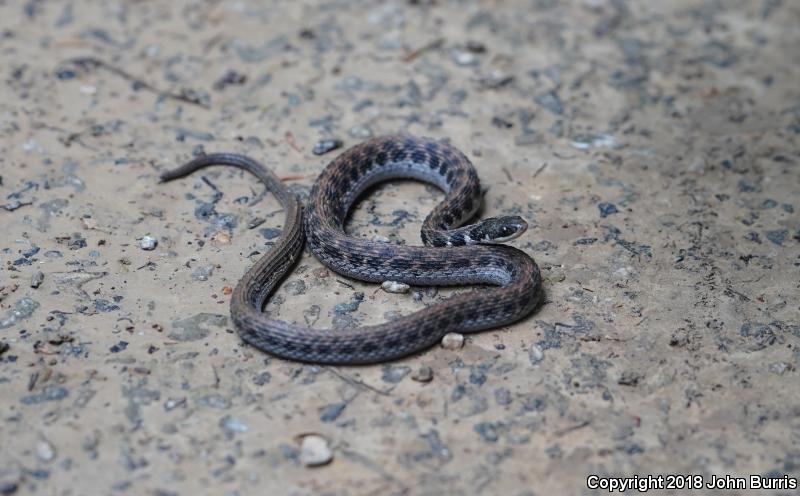 Kirtland's Snake (Clonophis kirtlandii)