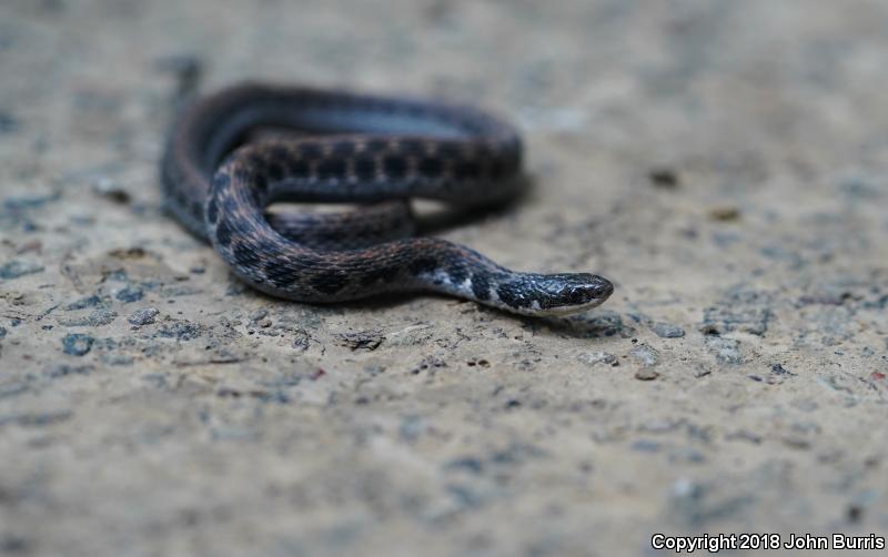 Kirtland's Snake (Clonophis kirtlandii)