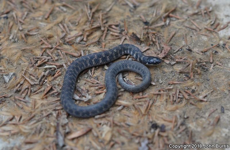 Kirtland's Snake (Clonophis kirtlandii)