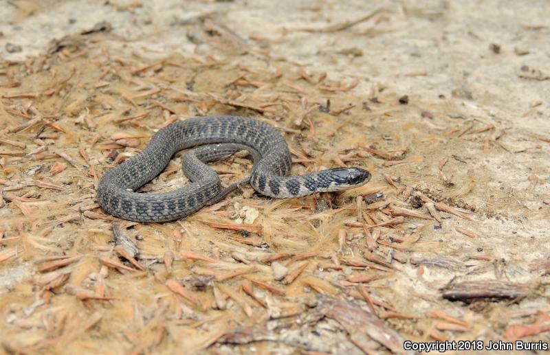 Kirtland's Snake (Clonophis kirtlandii)