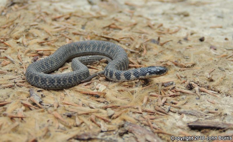 Kirtland's Snake (Clonophis kirtlandii)