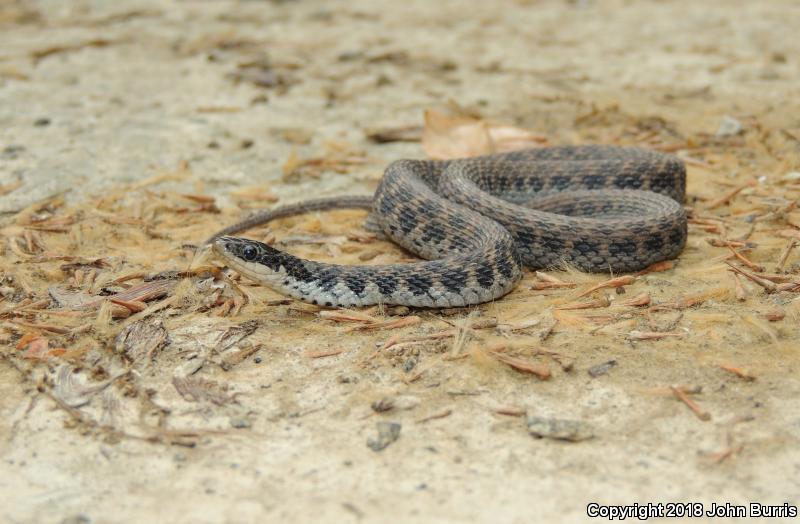 Kirtland's Snake (Clonophis kirtlandii)