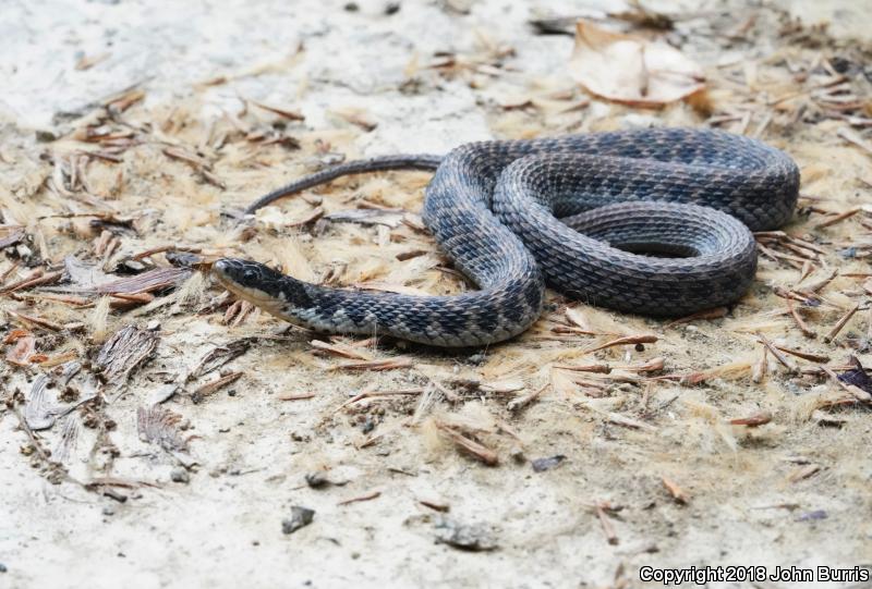 Kirtland's Snake (Clonophis kirtlandii)