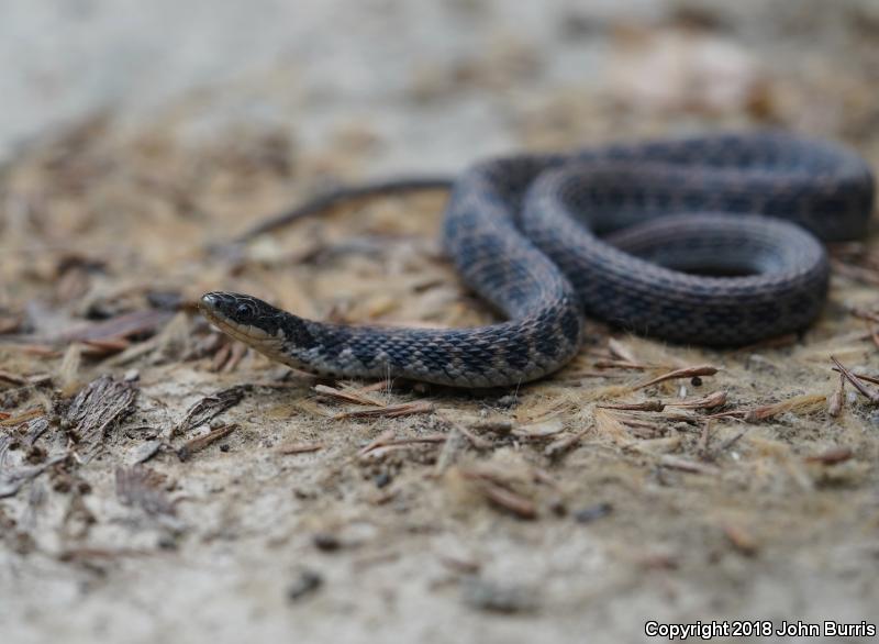 Kirtland's Snake (Clonophis kirtlandii)