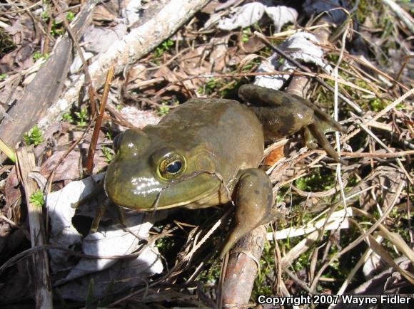 American Bullfrog (Lithobates catesbeianus)