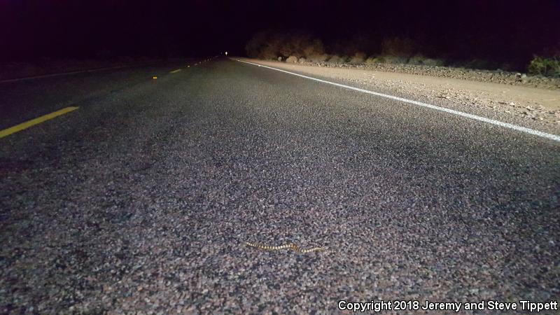 Sonoran Shovel-nosed Snake (Chionactis palarostris palarostris)