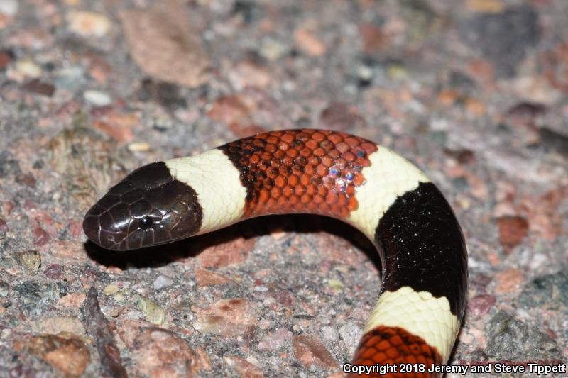 Sonoran Coralsnake (Micruroides euryxanthus)