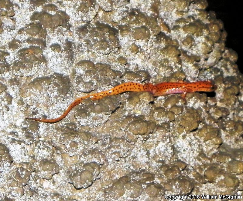 Cave Salamander (Eurycea lucifuga)