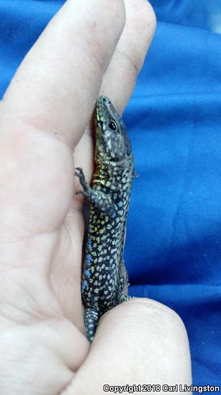 Common Wall Lizard (Podarcis muralis)