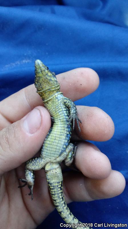 Common Wall Lizard (Podarcis muralis)