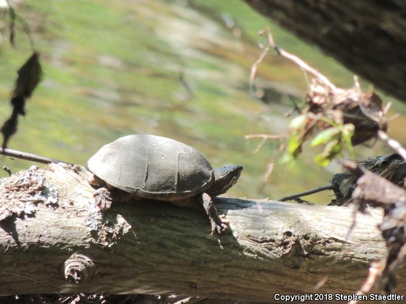 Eastern Musk Turtle (Sternotherus odoratus)