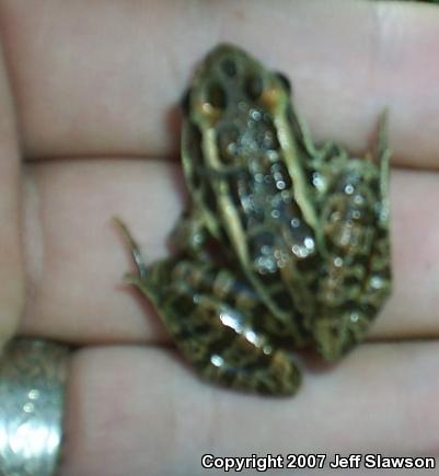 Pickerel Frog (Lithobates palustris)