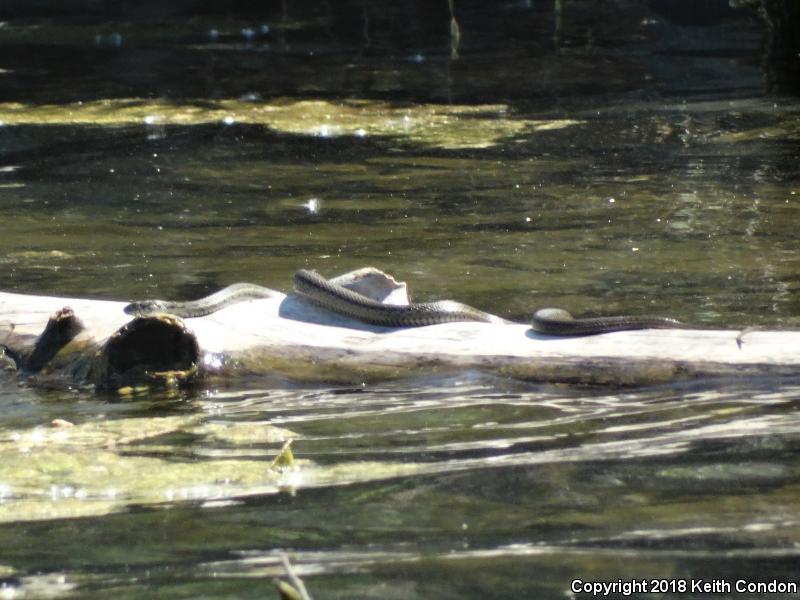 Sierra Gartersnake (Thamnophis couchii)