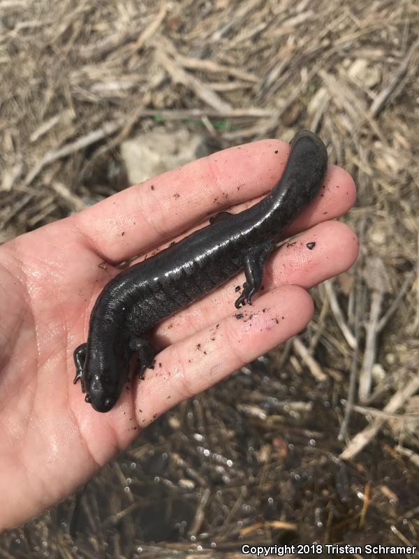 Small-mouthed Salamander (Ambystoma texanum)