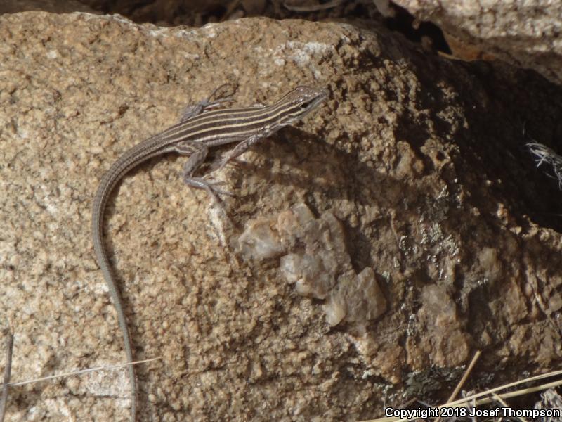 Gila Spotted Whiptail (Aspidoscelis flagellicauda)