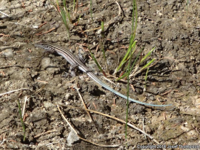 Gila Spotted Whiptail (Aspidoscelis flagellicauda)