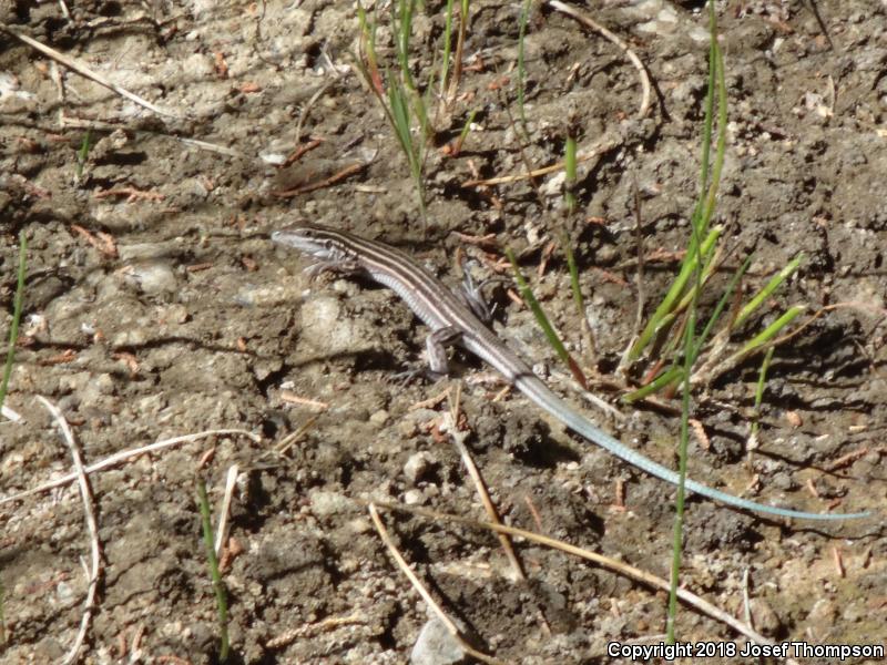 Gila Spotted Whiptail (Aspidoscelis flagellicauda)