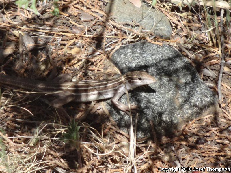 Gila Spotted Whiptail (Aspidoscelis flagellicauda)