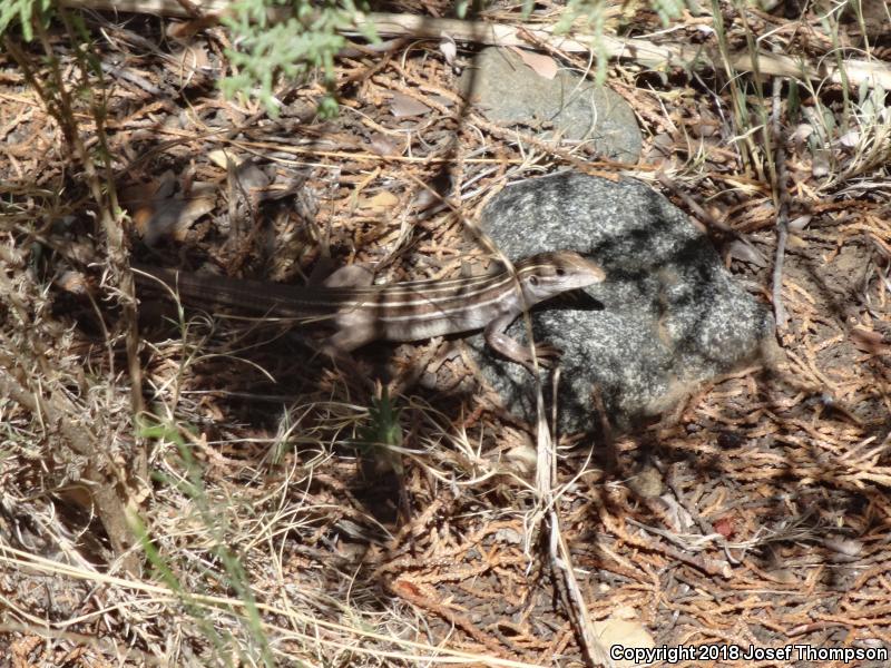 Gila Spotted Whiptail (Aspidoscelis flagellicauda)