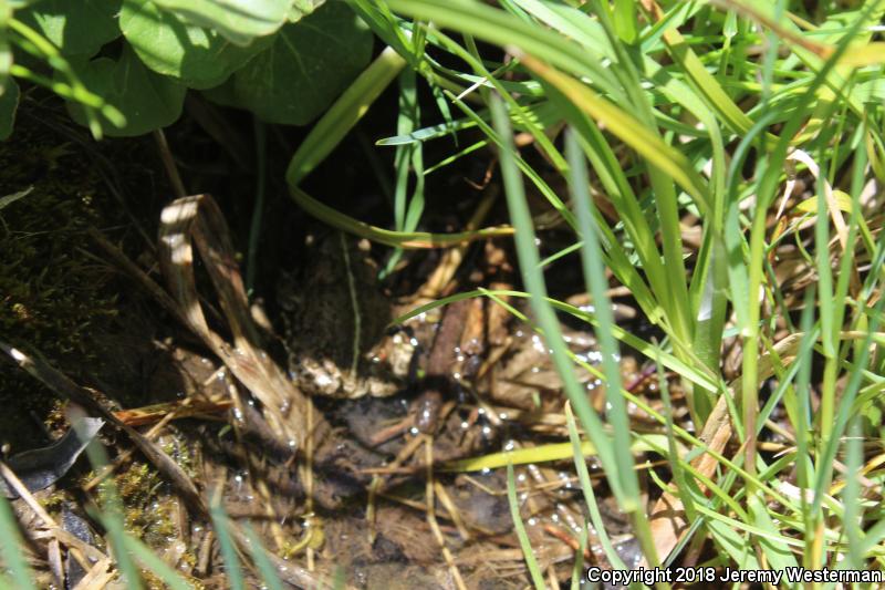 Boreal Toad (Anaxyrus boreas boreas)