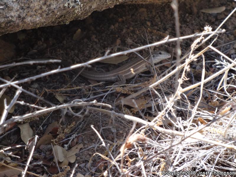 Gila Spotted Whiptail (Aspidoscelis flagellicauda)