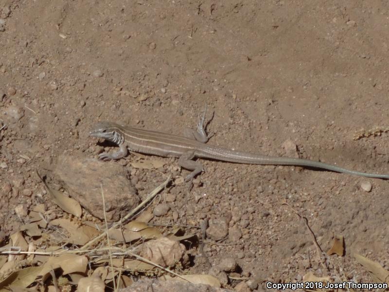 Gila Spotted Whiptail (Aspidoscelis flagellicauda)