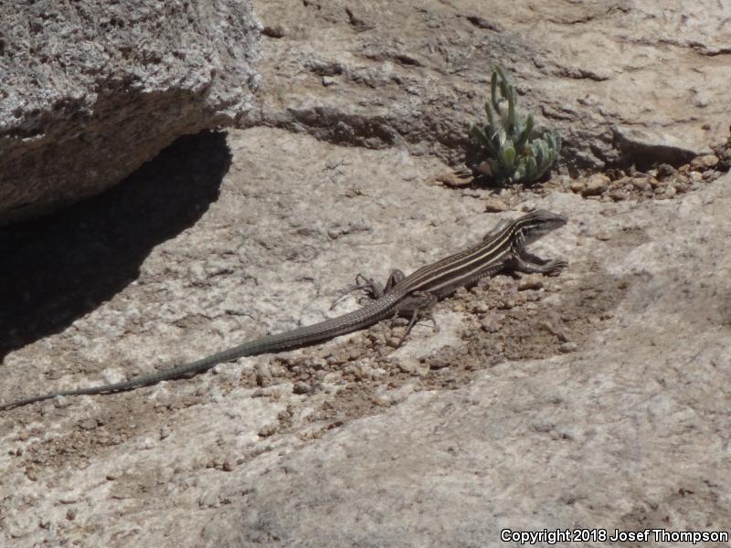 Gila Spotted Whiptail (Aspidoscelis flagellicauda)