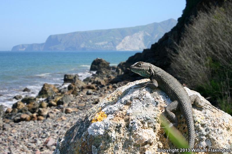 Island Fence Lizard (Sceloporus occidentalis becki)