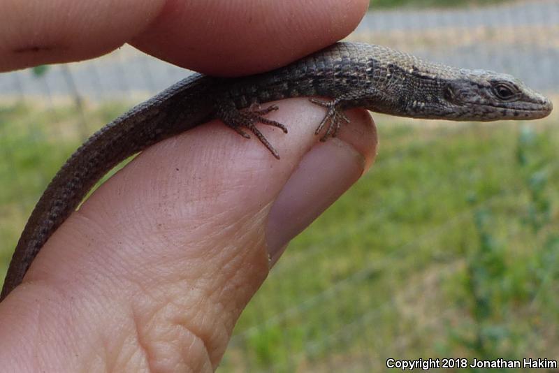 Northwestern Alligator Lizard (Elgaria coerulea principis)