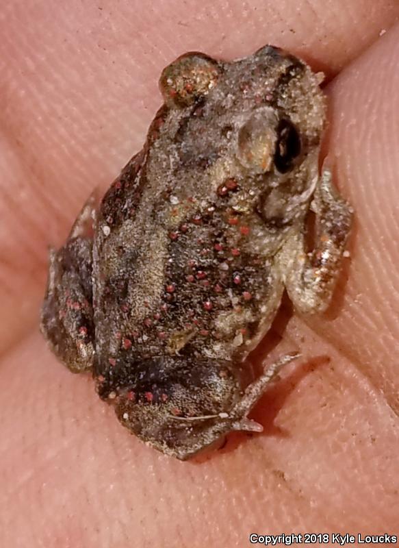 Eastern Spadefoot (Scaphiopus holbrookii)