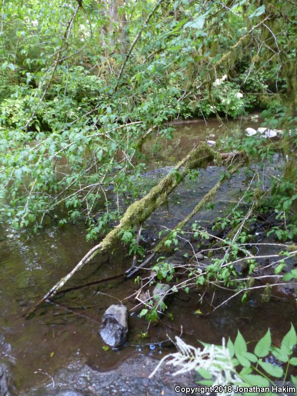 Coastal Giant Salamander (Dicamptodon tenebrosus)