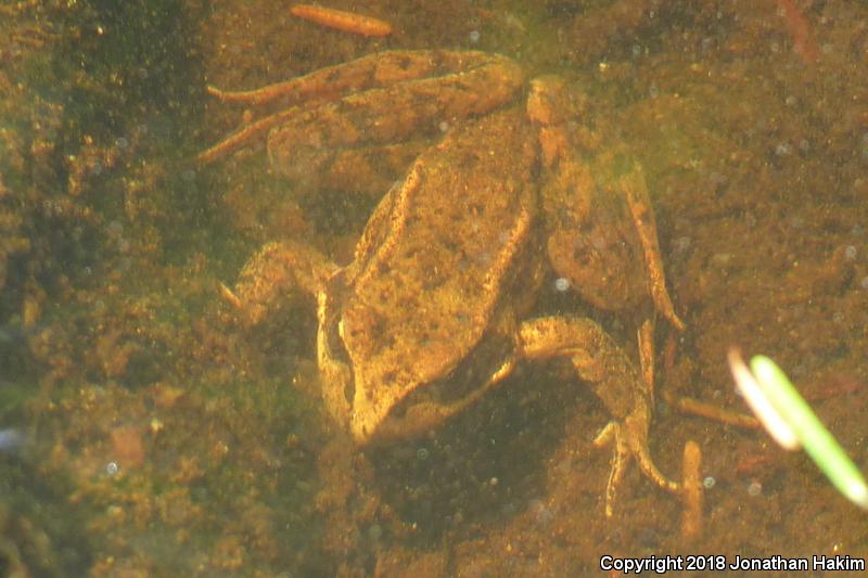 Northern Red-legged Frog (Rana aurora)