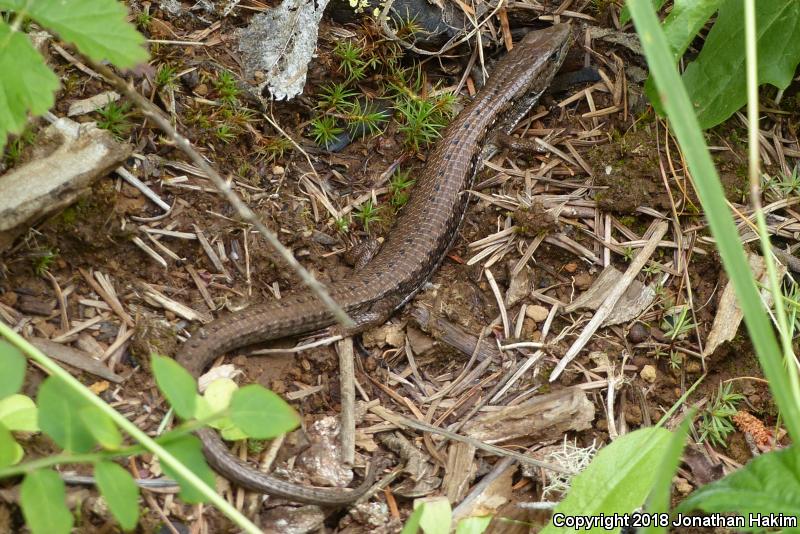 Northwestern Alligator Lizard (Elgaria coerulea principis)