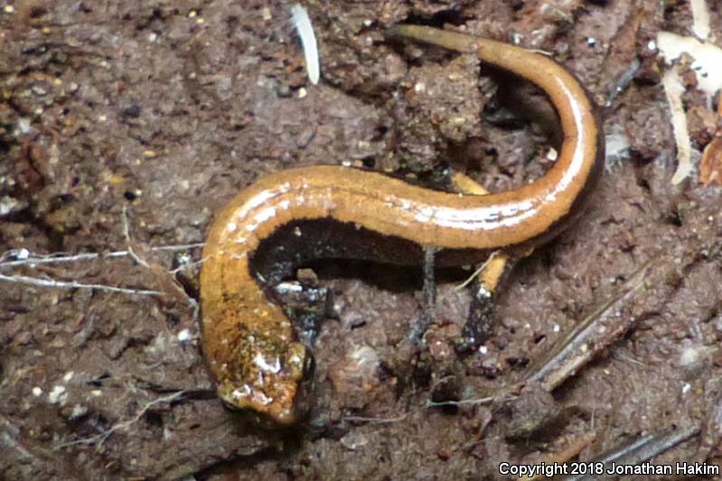 Western Red-backed Salamander (Plethodon vehiculum)