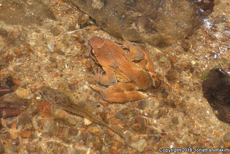 Western Tailed Frog (Ascaphus truei)