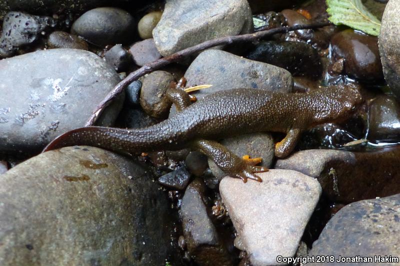 Rough-skinned Newt (Taricha granulosa)