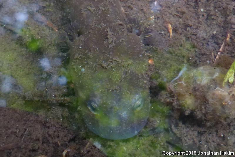 Coastal Giant Salamander (Dicamptodon tenebrosus)