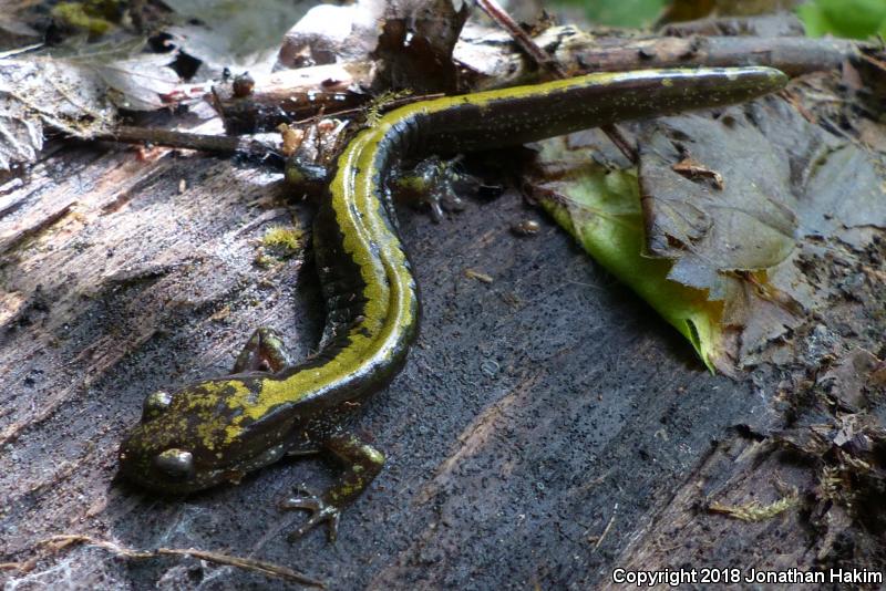 Western Long-toed Salamander (Ambystoma macrodactylum macrodactylum)