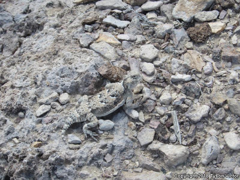 Northern Desert Horned Lizard (Phrynosoma platyrhinos platyrhinos)