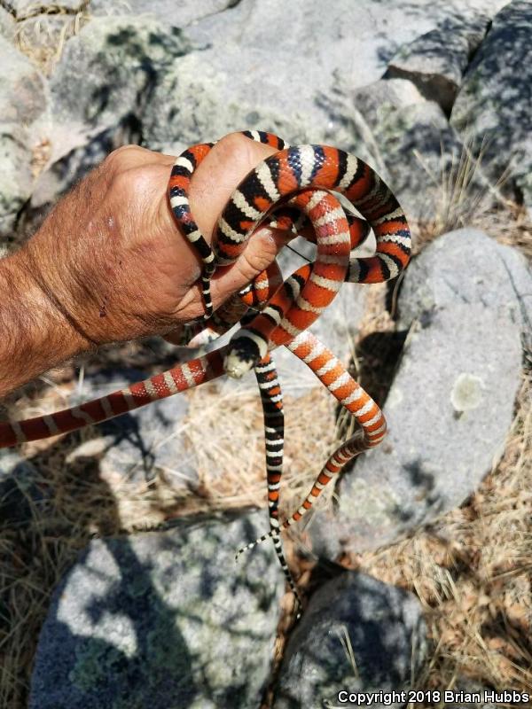 Arizona Mountain Kingsnake (Lampropeltis pyromelana pyromelana)