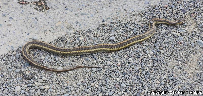 Giant Gartersnake (Thamnophis gigas)