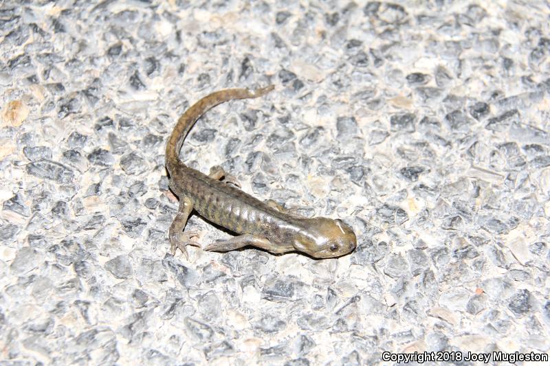 Arizona Tiger Salamander (Ambystoma mavortium nebulosum)