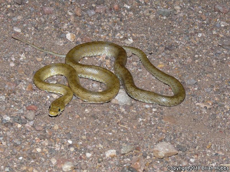 Green Ratsnake (Senticolis triaspis)