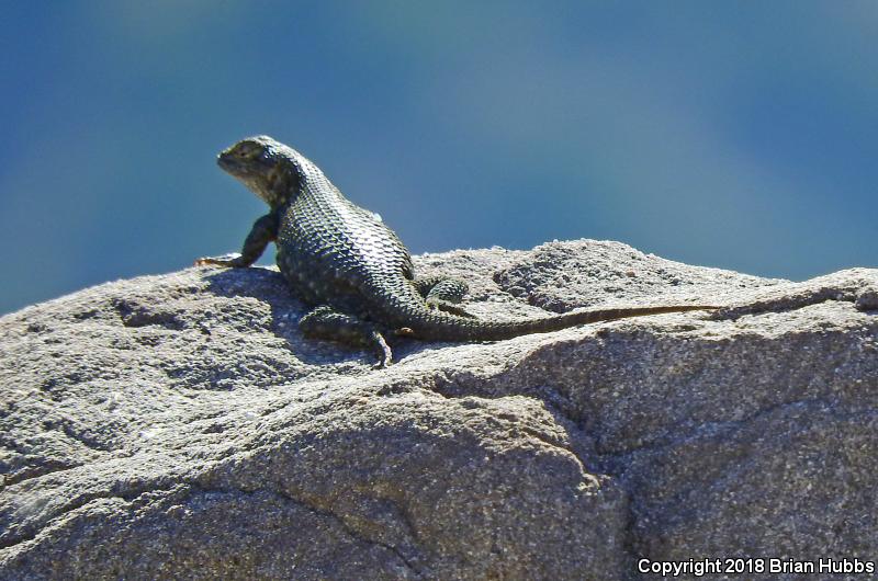 Great Basin Fence Lizard (Sceloporus occidentalis longipes)