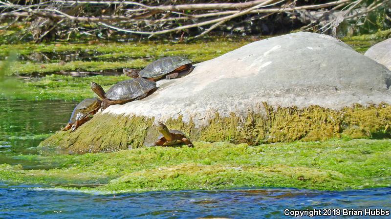 Western Pond Turtle (Actinemys marmorata)