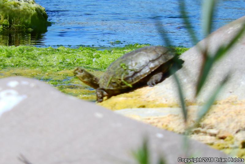 Western Pond Turtle (Actinemys marmorata)