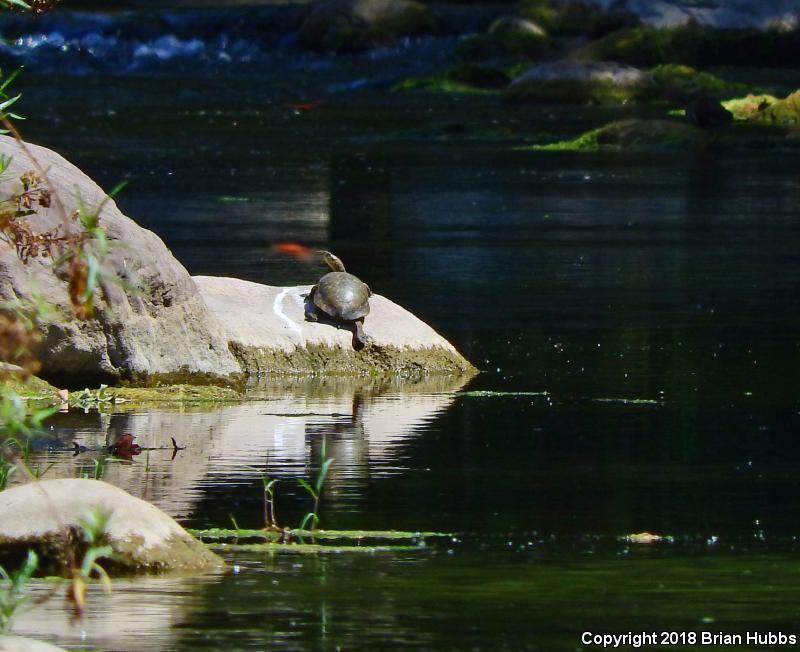 Western Pond Turtle (Actinemys marmorata)