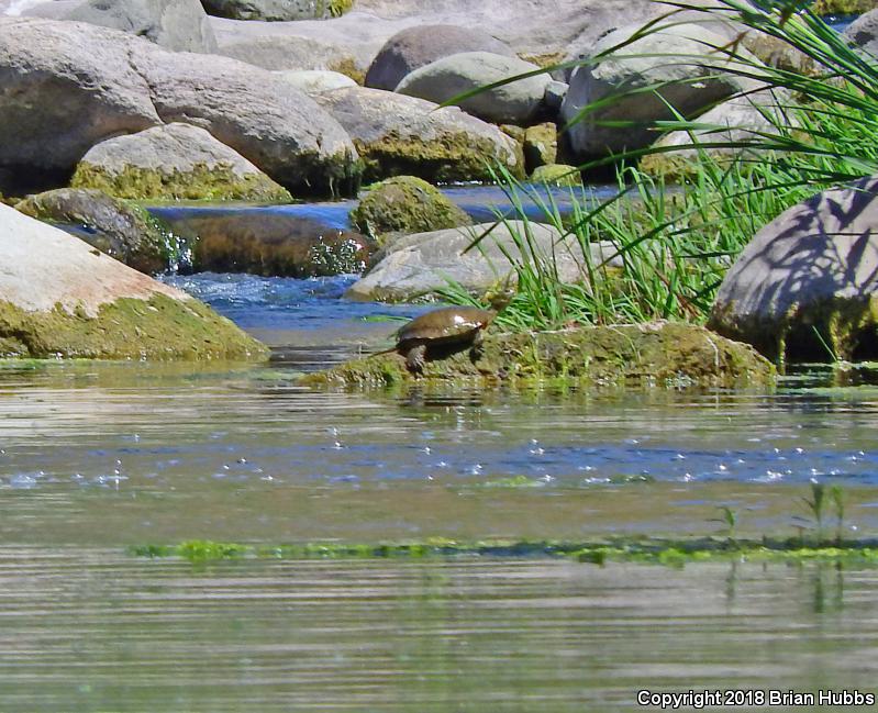 Western Pond Turtle (Actinemys marmorata)