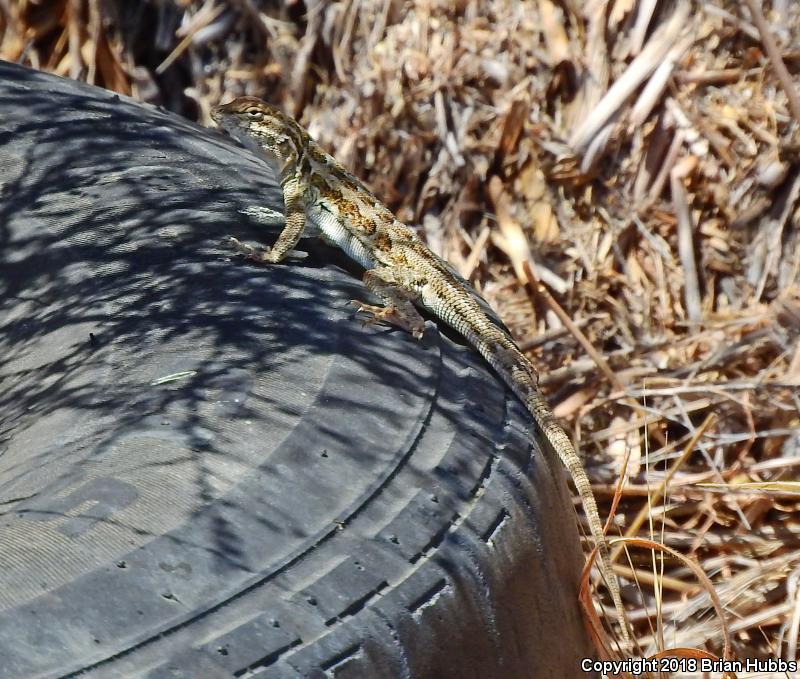 Common Side-blotched Lizard (Uta stansburiana)